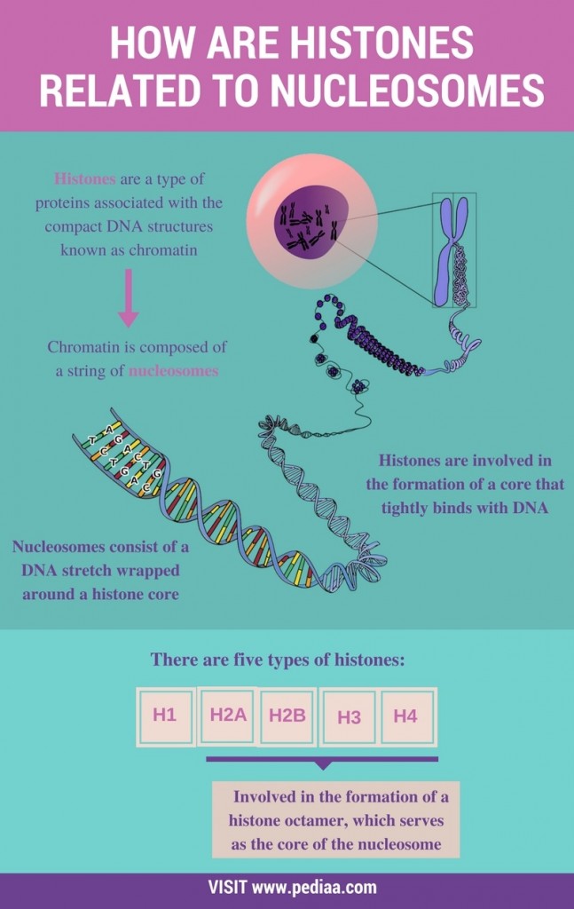 How are Histones Related to Nucleosomes - Pediaa.Com