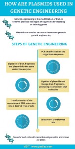 How are Plasmids Used in Genetic Engineering - Pediaa.Com
