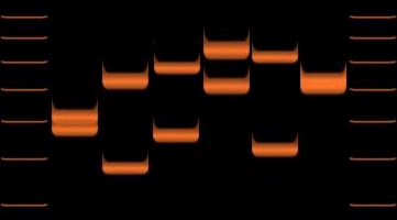 How are Restriction Enzymes Used in DNA Fingerprinting