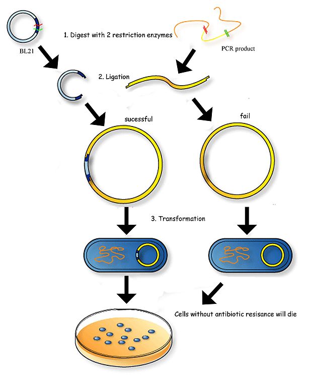 pin-on-dna