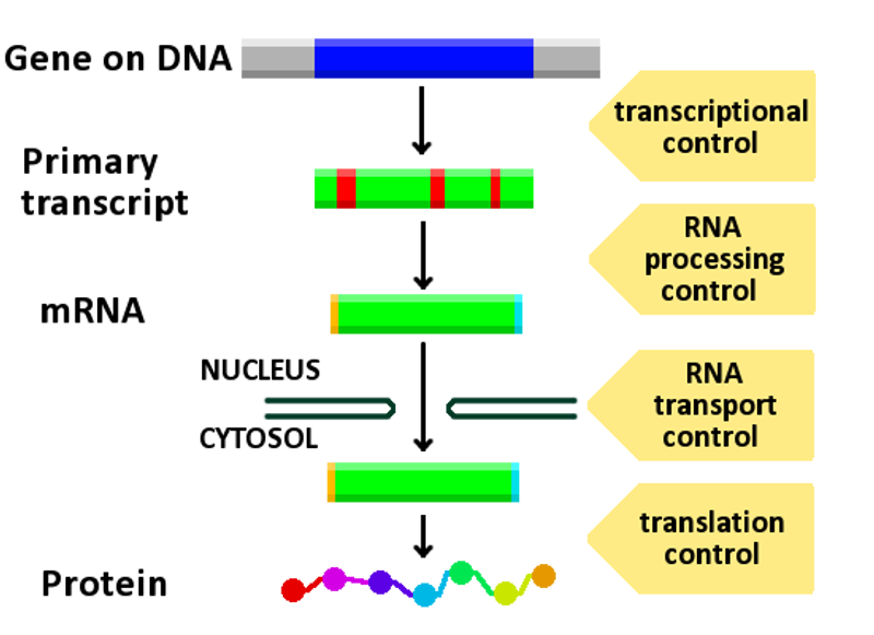 how-is-the-lac-operon-regulated-gene-expression-and-regulation