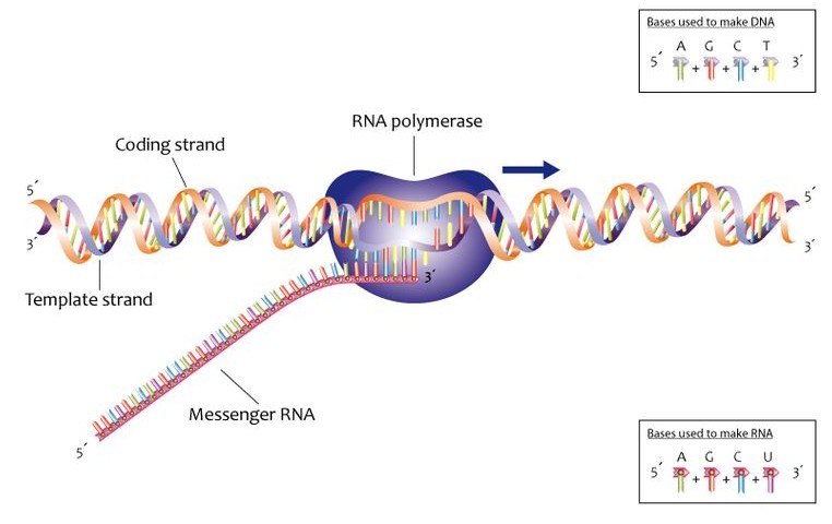 How to Transcribe DNA into mRNA - Pediaa.Com