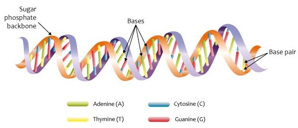 What are the Base Pairing Rules for DNA - Pediaa.Com