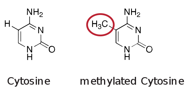 What is the Effect of DNA Methylation on Gene Expression_Figure 1