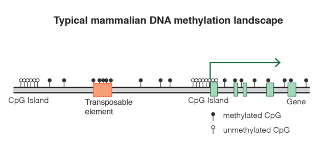What is the Effect of DNA Methylation on Gene Expression