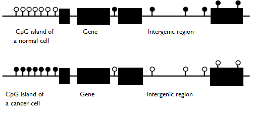 What Is The Effect Of Dna Methylation On Gene Expression Pediaacom