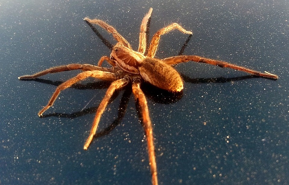 Main Difference - Arachnids vs Crustaceans