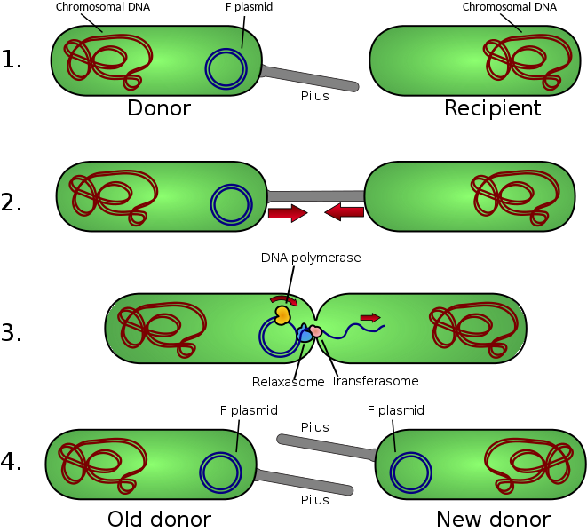 how-do-bacteria-exchange-genetic-information-pediaa-com