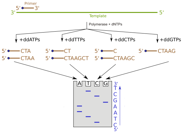  how does dna sequencing work pediaa com