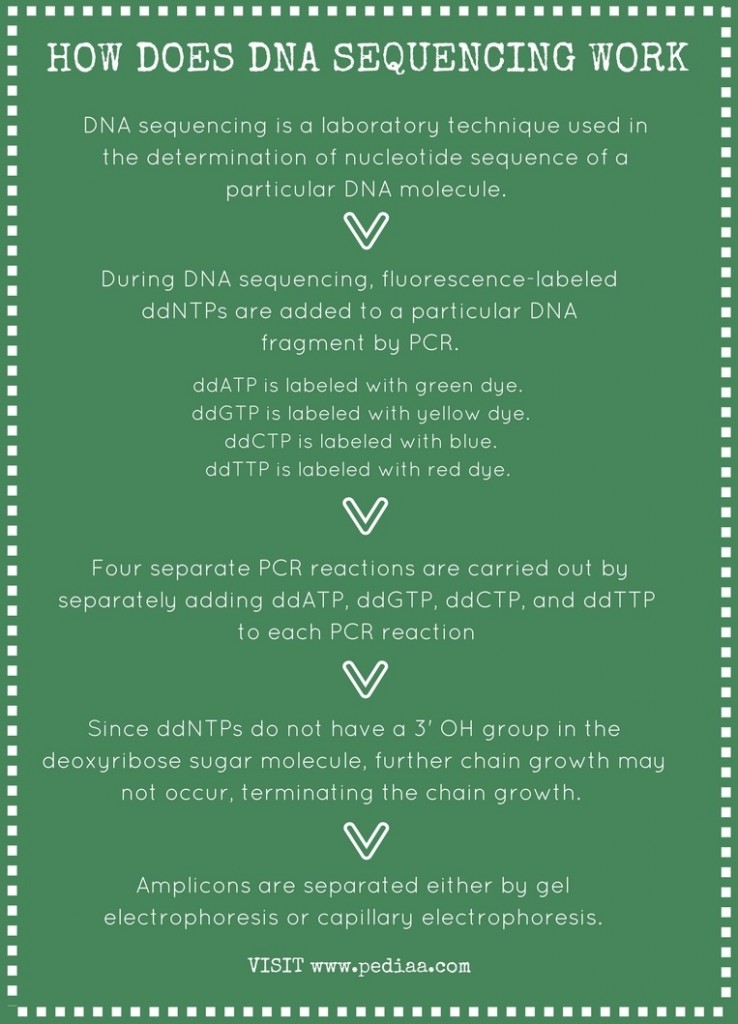  how does dna sequencing work pediaa com