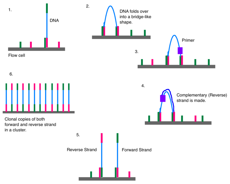 How Does Illumina Sequencing Work - Pediaa.Com