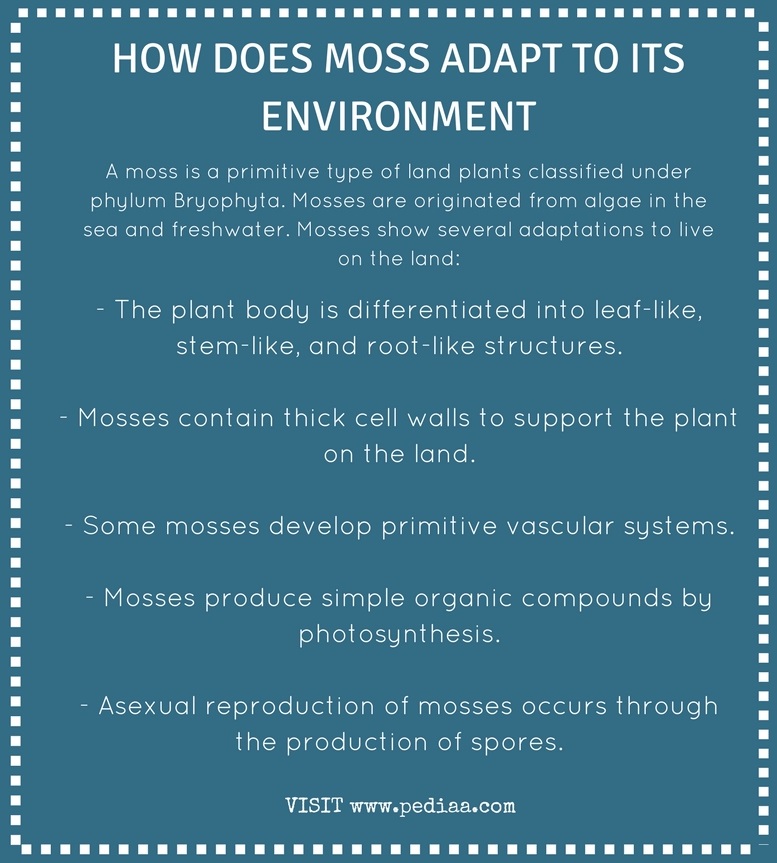 How Does Moss Adapt to its Environment- Infograph