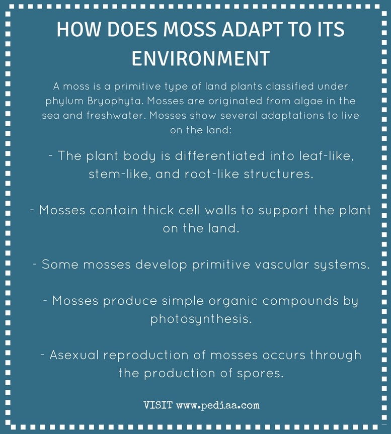 How Does Moss Adapt to its Environment - Pediaa.Com