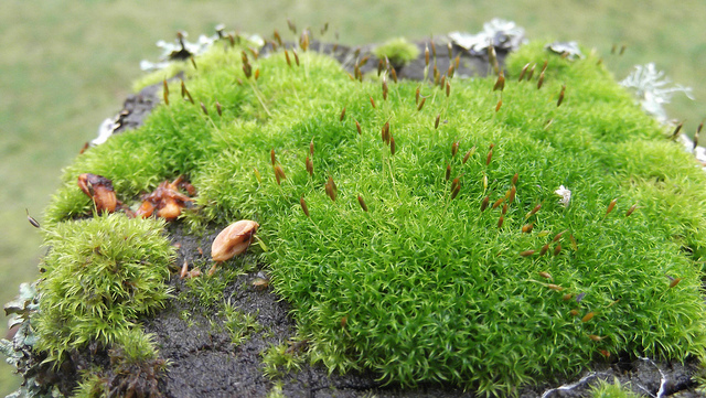 How Does Moss Adapt to its Environment - Pediaa.Com