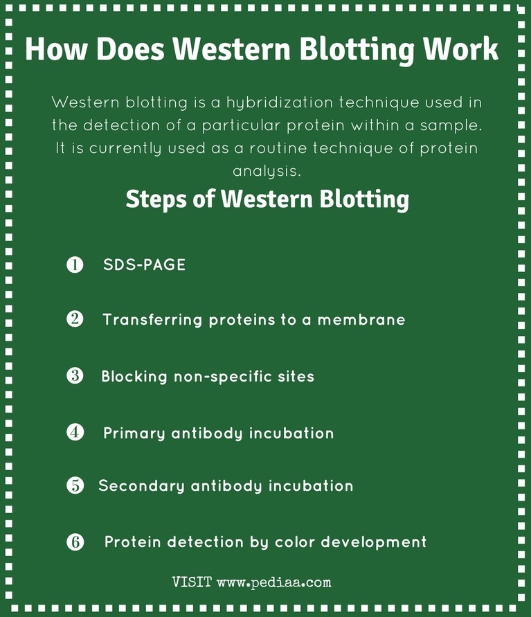 steps of western blotting technique