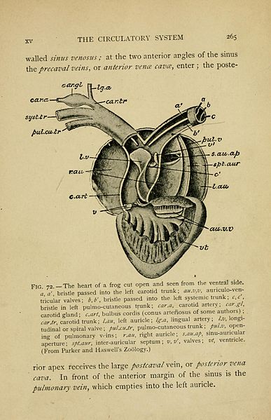 How Does a Frog's Circulatory System Work - Pediaa.Com