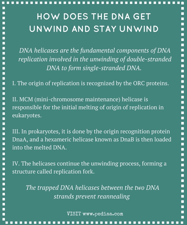 how-does-the-dna-get-unwind-and-stay-unwind-pediaa-com