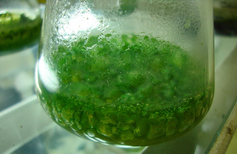 How are Green Algae Different from Cyanobacteria_Figure 2