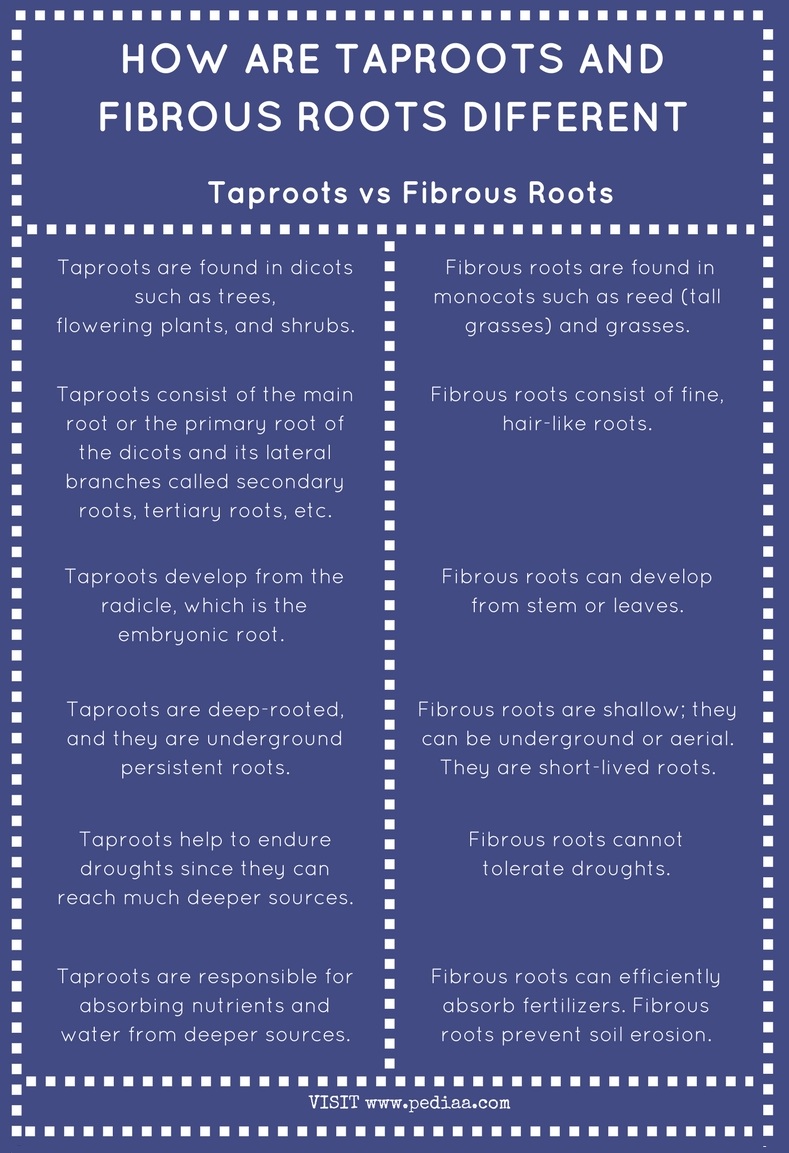 How Are Taproots And Fibrous Roots Different Pediaa Com