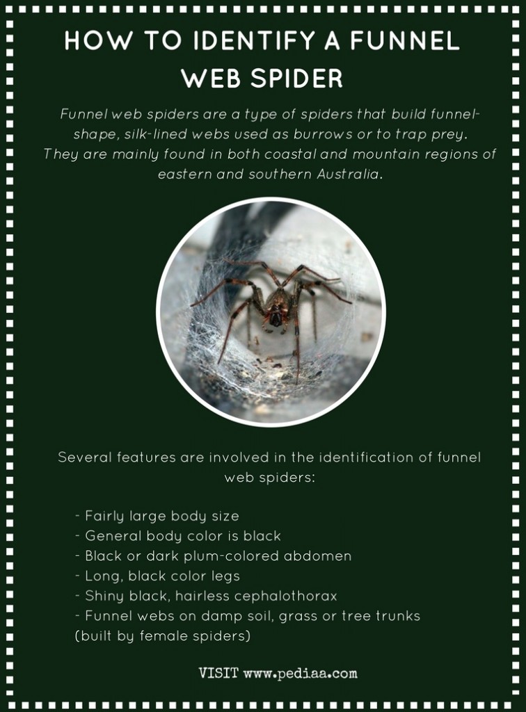 How to Identify a Funnel Web Spider