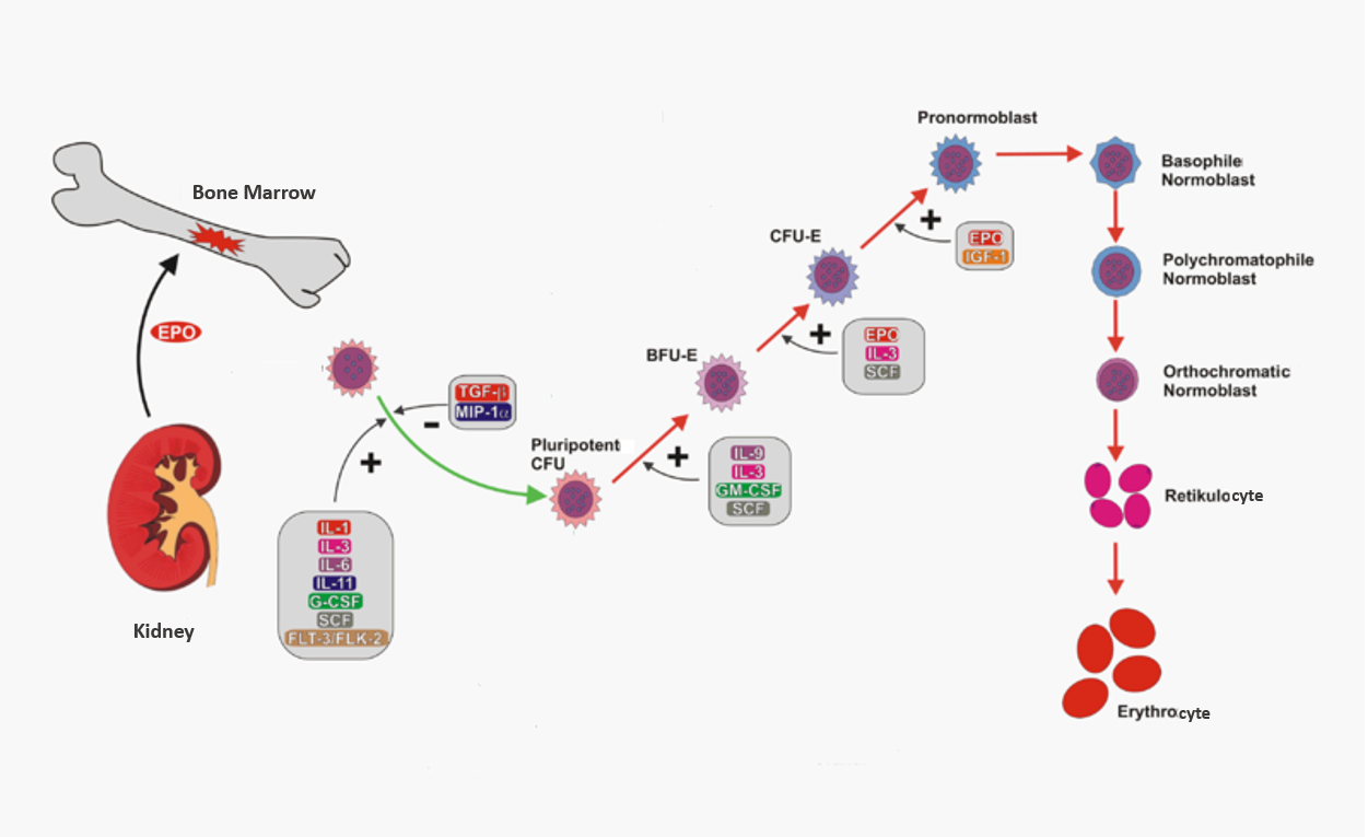 what-hormone-stimulates-red-blood-cell-production-pediaa-com