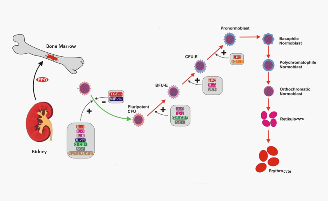 What Hormone Stimulates Red Blood Cell Production Pediaa Com