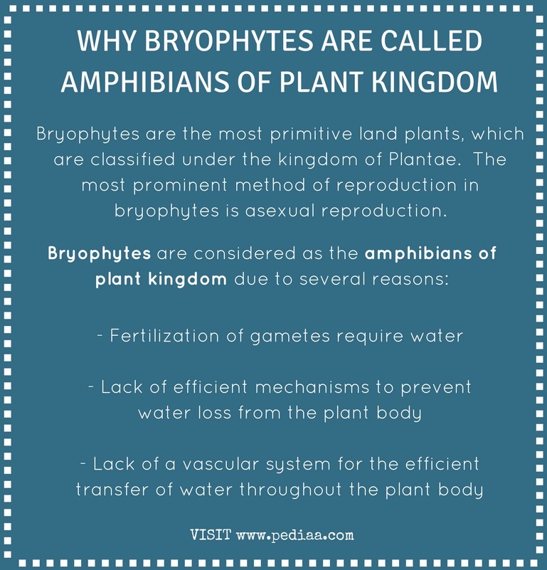 Why Bryophytes are Called Amphibians of Plant Kingdom - Pediaa.Com