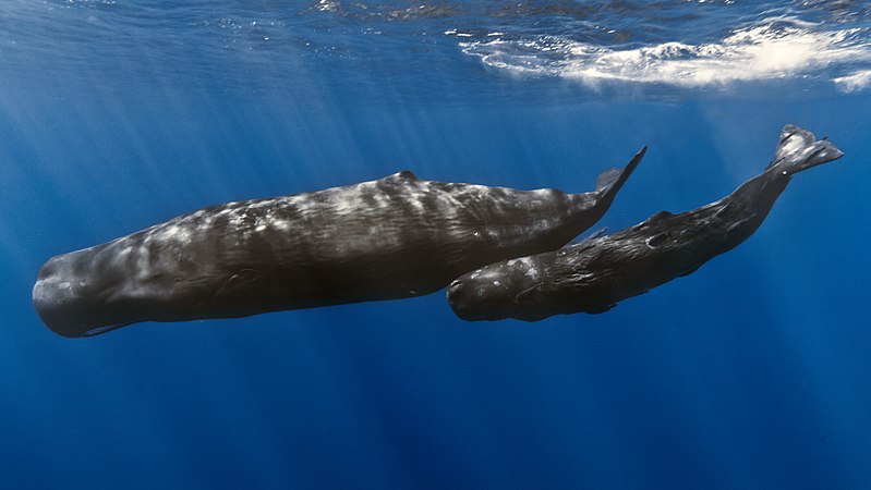 Why Whales are Not Grouped in Fishes - Pediaa.Com