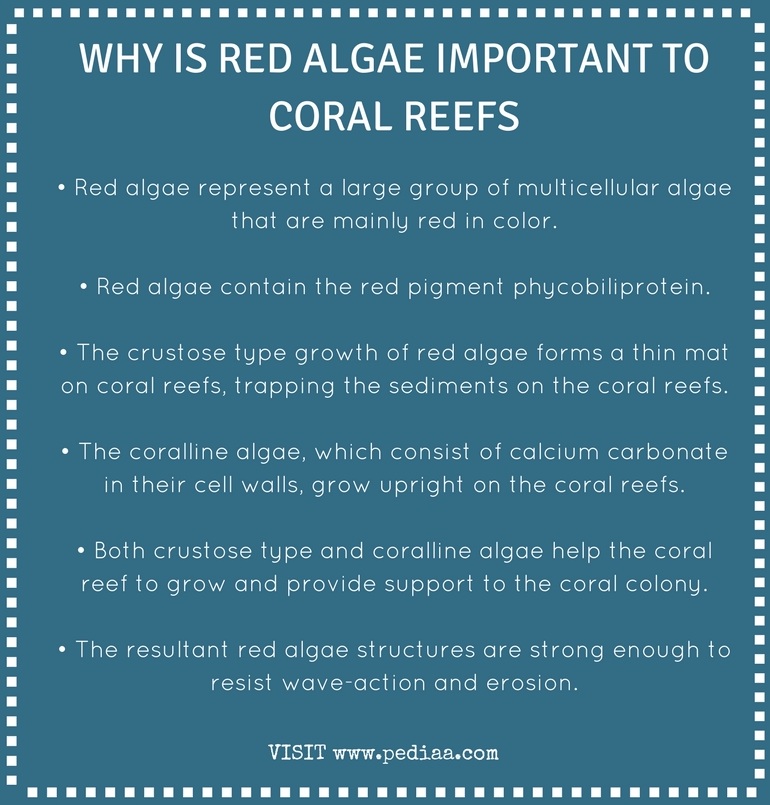 Why is Red Algae Important to Coral Reefs