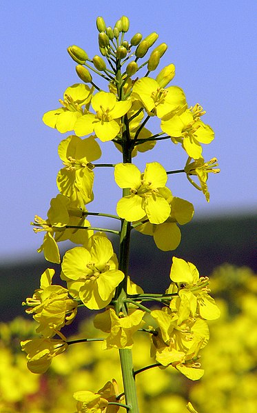 Difference Between Canola Oil and Vegetable Oil