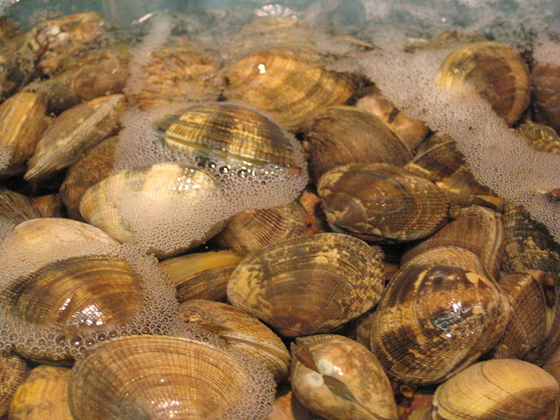Difference Between Clams Mussels and Oysters