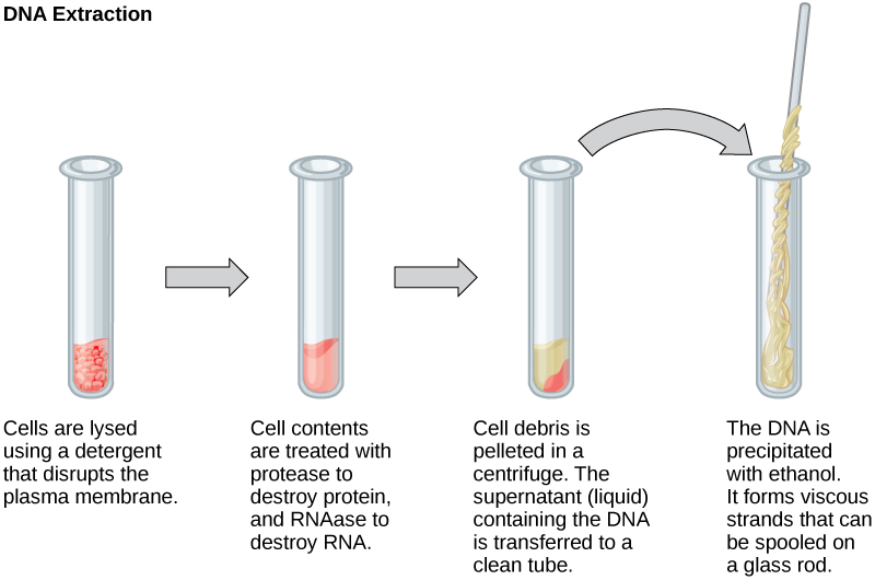 AccuPrep® Plant Genomic DNA Extraction Kit (100 reactions)