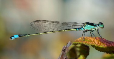 Main Difference - Dragonfly and Damselfly