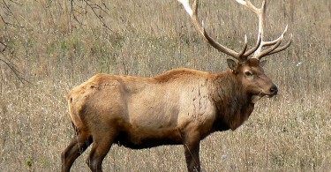 Main Difference - Elk vs Moose