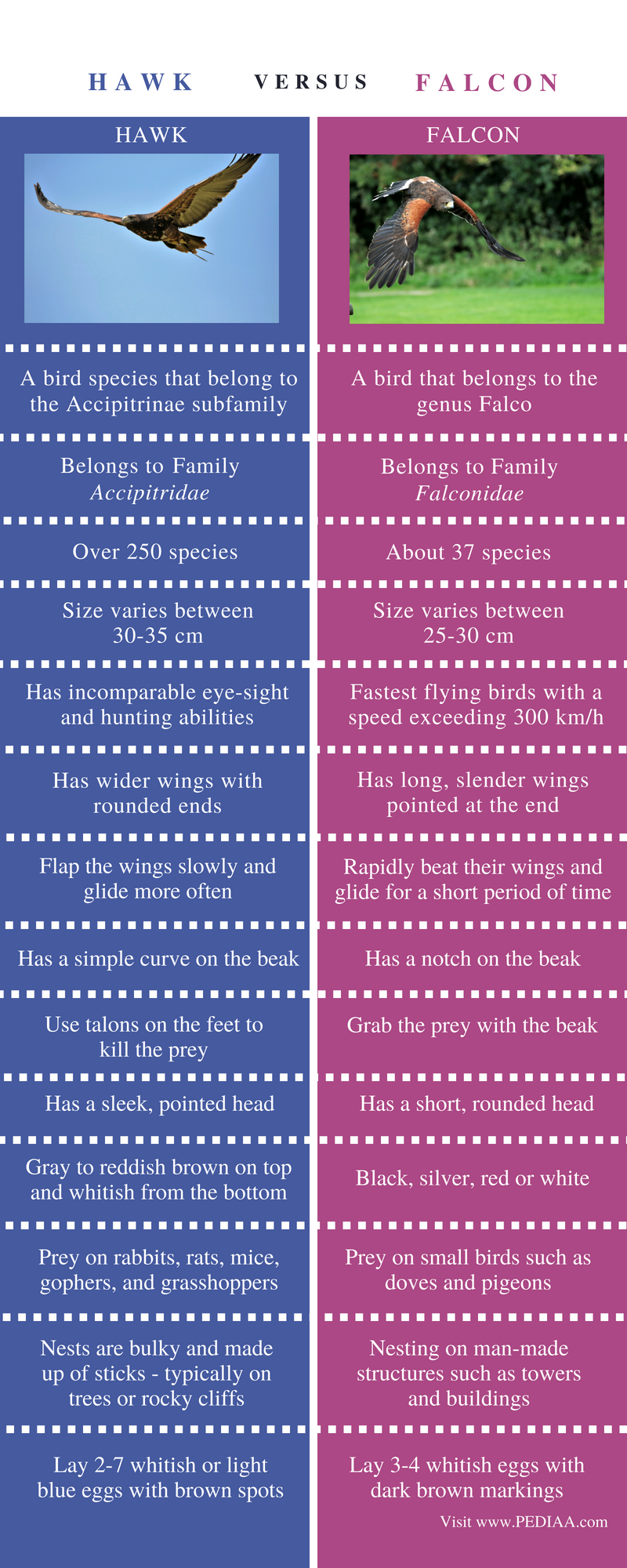 Difference Between Hawk and Falcon