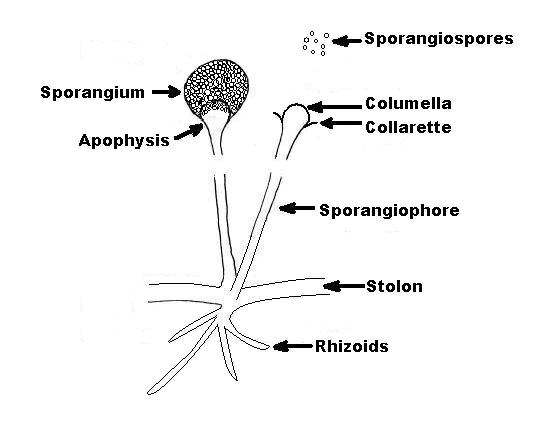 Difference Between Mucor and Rhizopus - Pediaa.Com