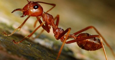 Difference Between Red Ants and Fire Ants