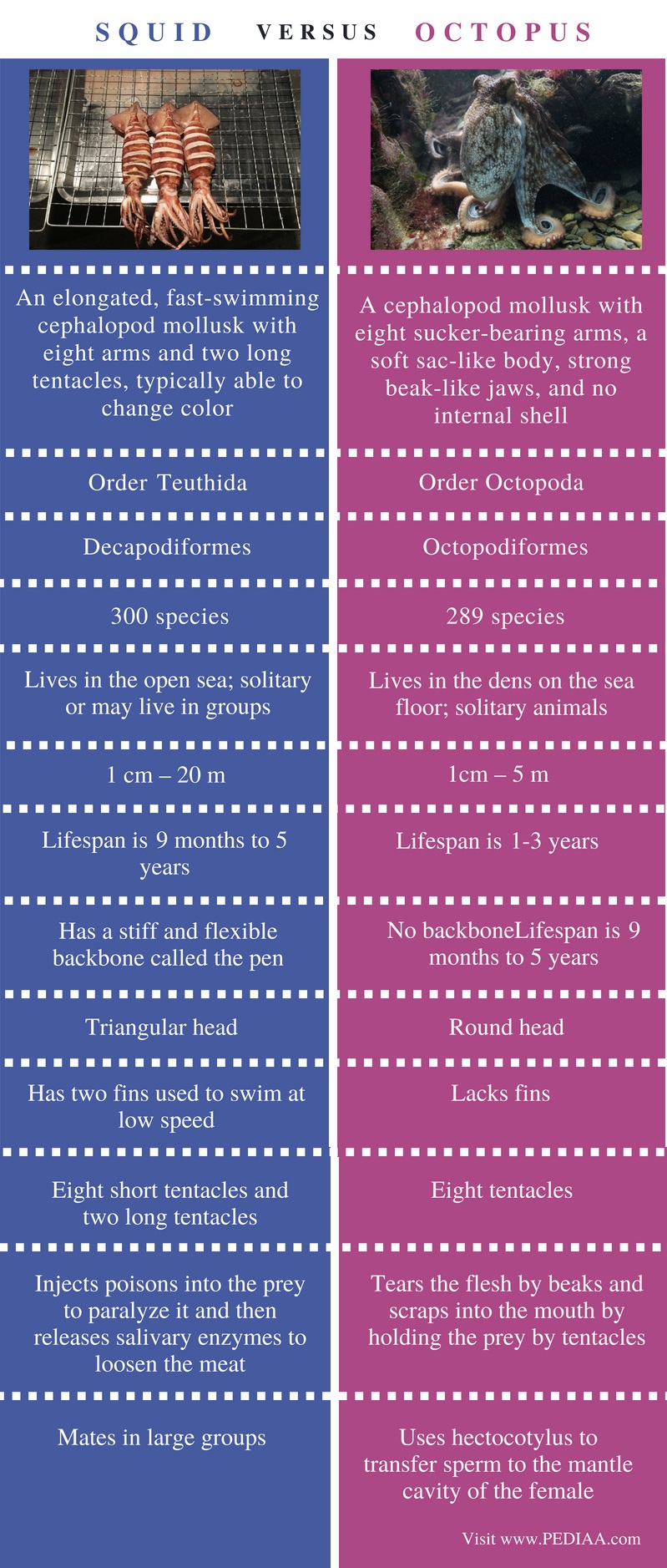 Difference Between Squid And Octopus - Pediaa.Com