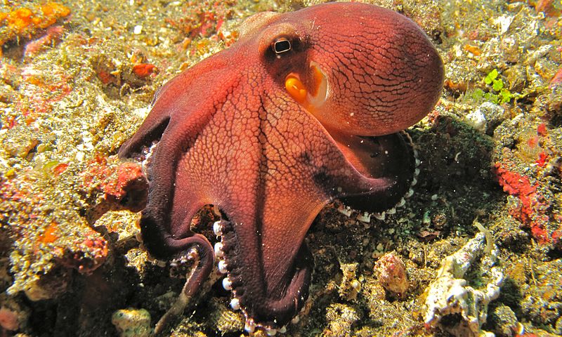 Difference Between Squid and Octopus - Pediaa.Com