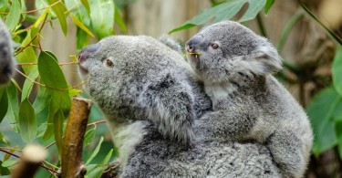 What Makes Sydney Zoo Unique