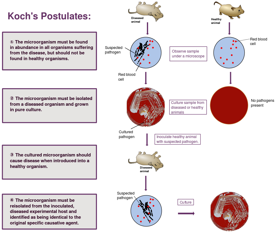 what-are-some-exceptions-to-koch-s-postulates-pediaa-com