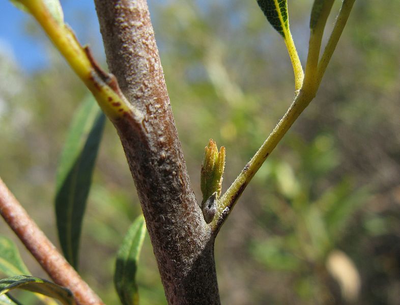 What Is The Meaning Of Axillary Bud