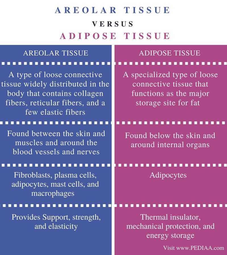 Difference Between Areolar and Adipose tissue - Pediaa.Com