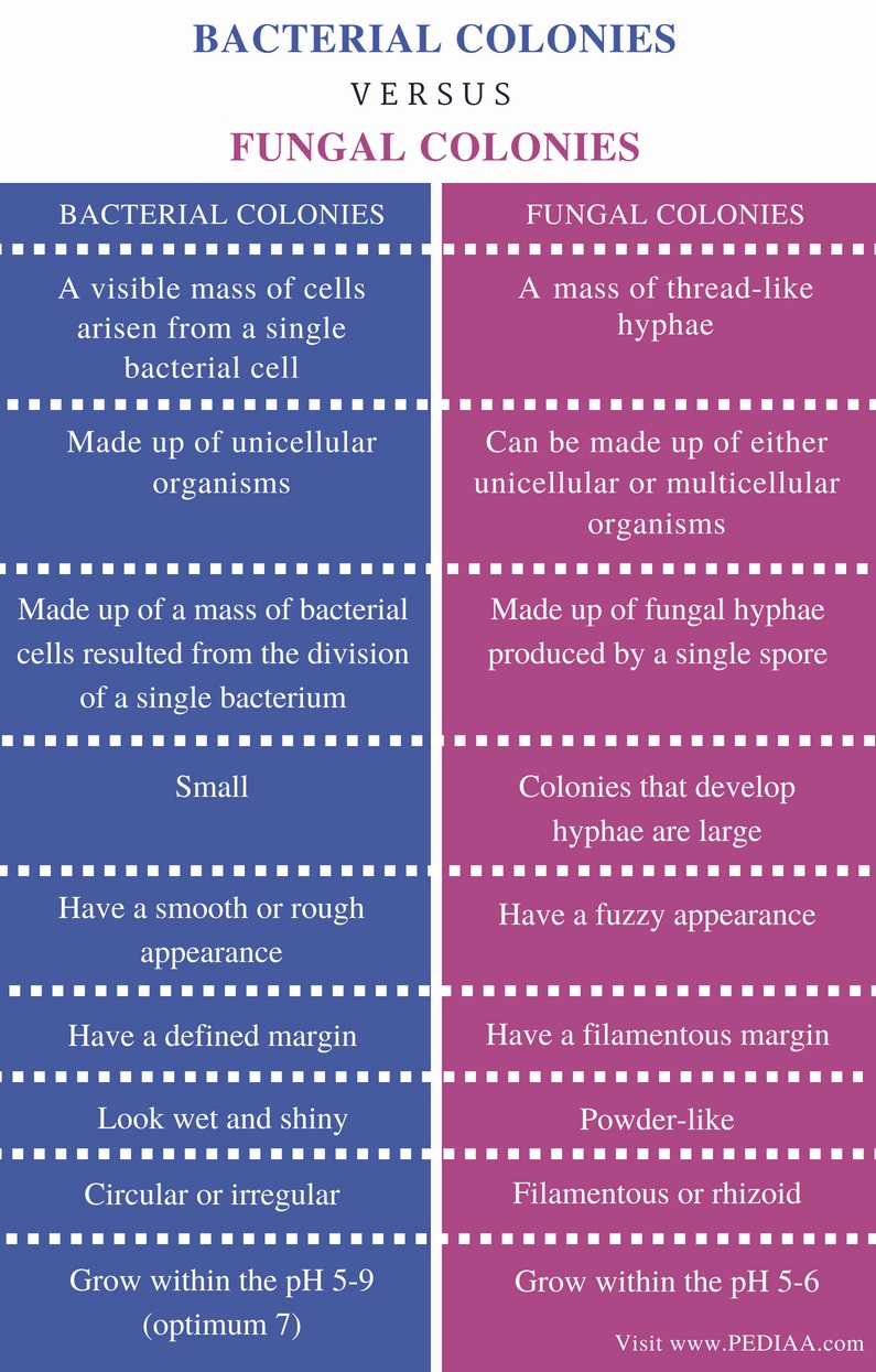 Difference Between Bacterial and Fungal Colonies - Comparison Summary