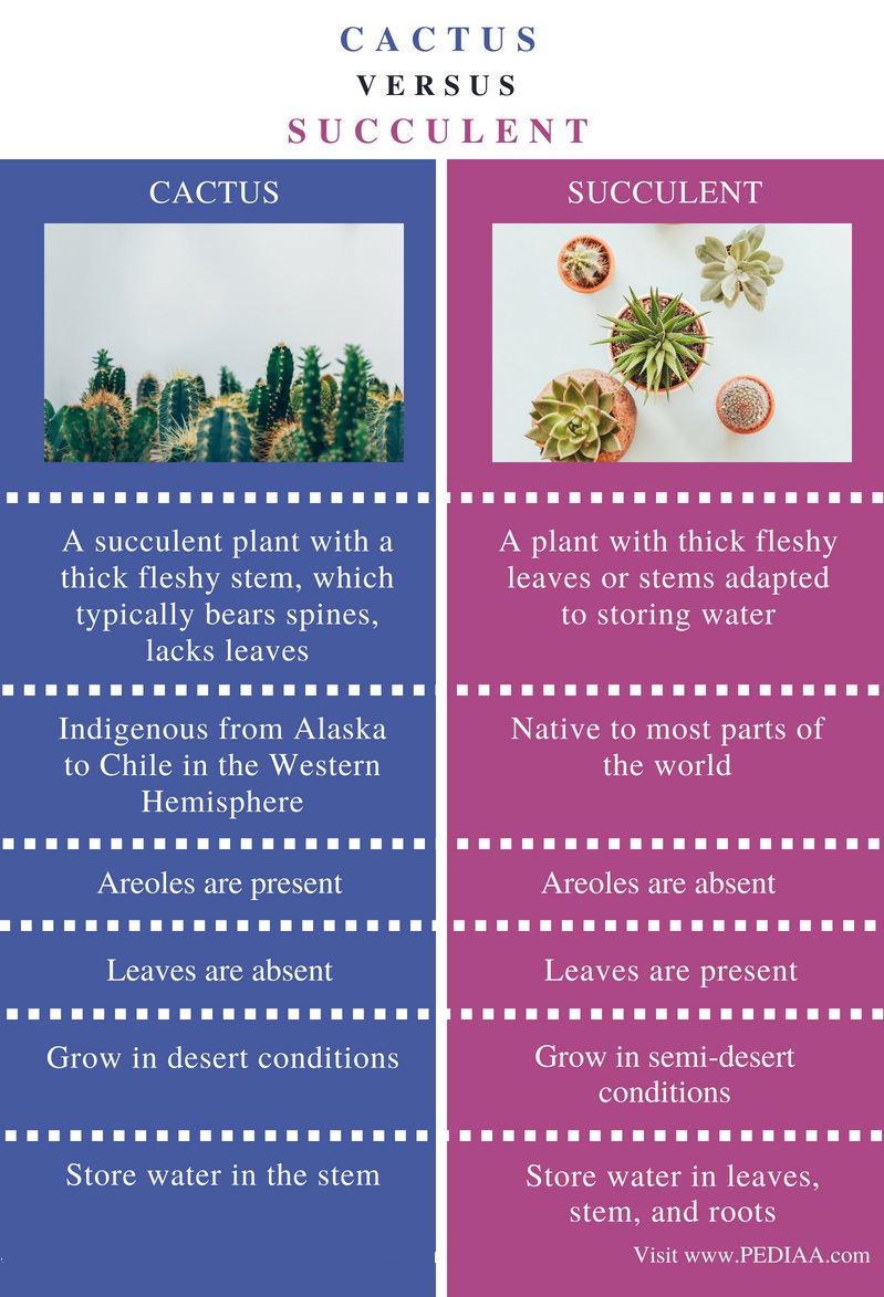 Difference Between Cactus and Succulent - Comparison Summary