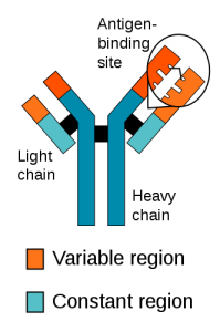 Difference Between Chimeric and Humanized Antibody - Pediaa.Com