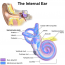 Difference Between Endolymph and Perilymph - Pediaa.Com