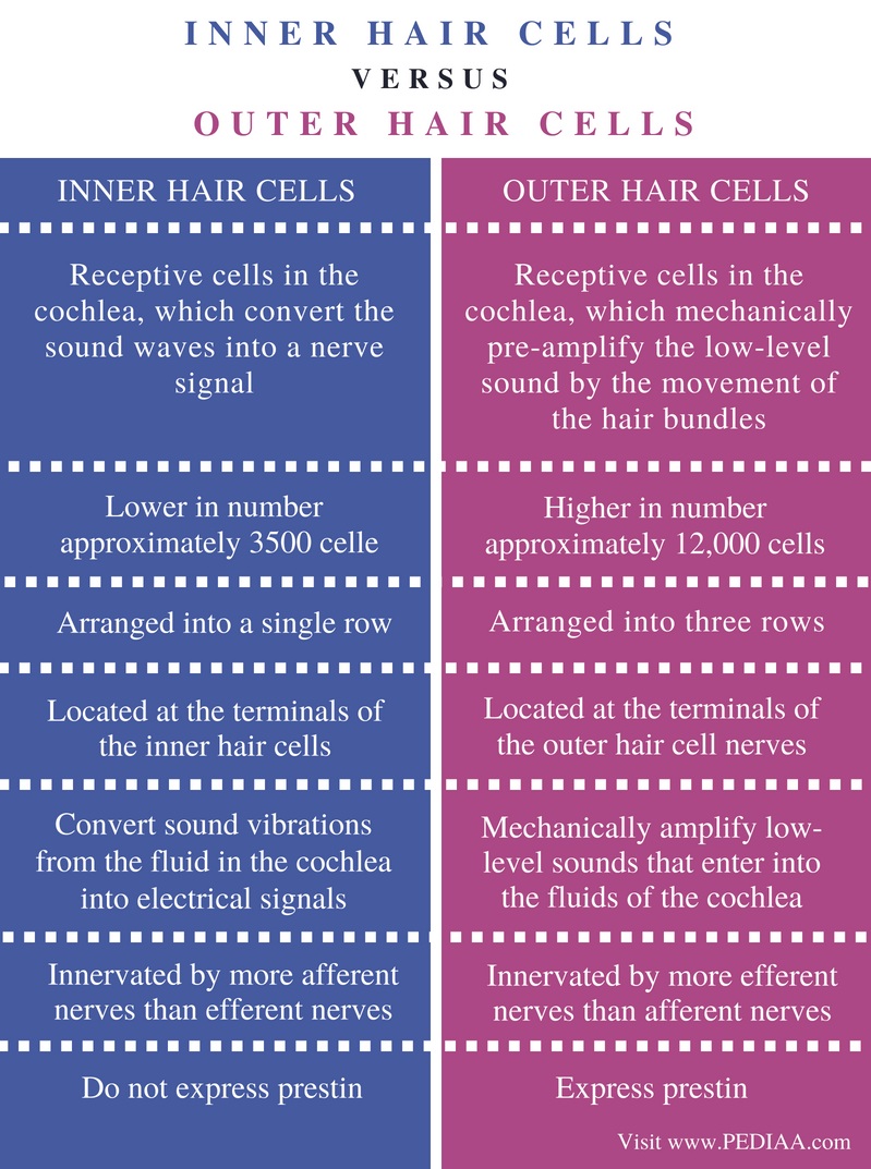 Difference Between Inner and Outer Hair Cells - Comparison Summary