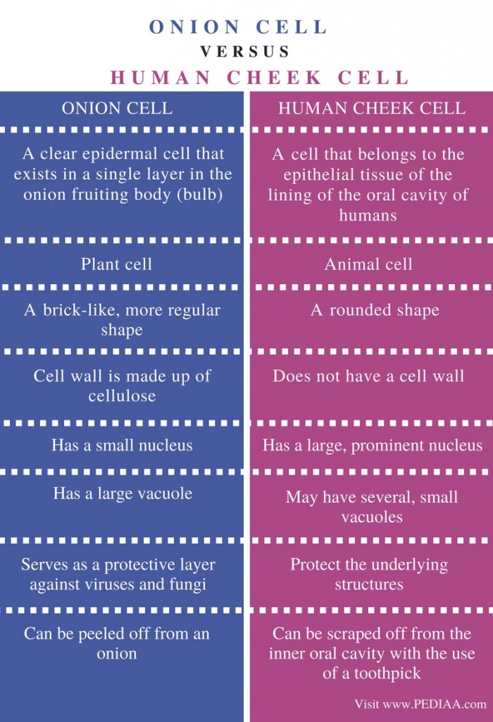 Difference Between Onion Cell and Human Cheek Cell - Pediaa.Com