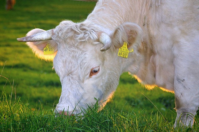 Difference Between Organic Milk and Regular Milk